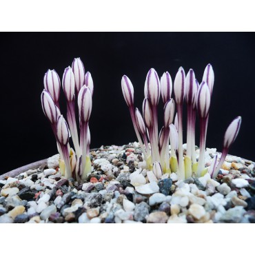 Colchicum kesselringii