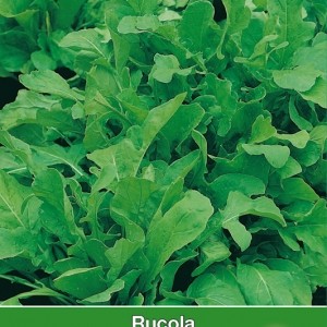 Rucola  / Eruca sativa