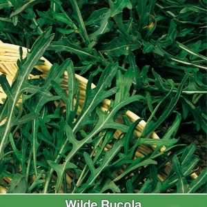 Wilde Rucola Sylvetta / Diplotaxis 