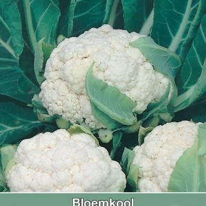 Bloemkool, Brassica oleracea botrytis 'Neckarperle'