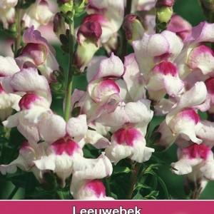 Antirrhinum majus 'Lucky Lips'