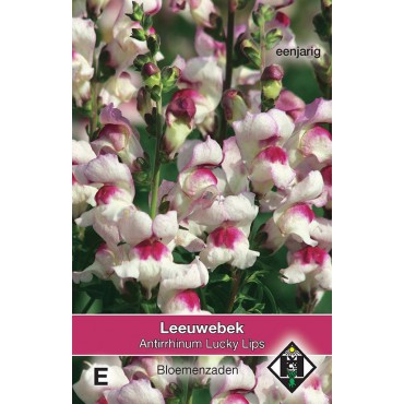 Antirrhinum majus 'Lucky Lips'