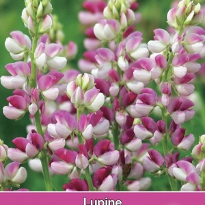 Lupinus hartwegii 'Avalune Red-White'