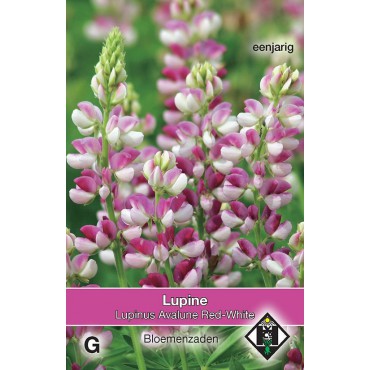 Lupinus hartwegii 'Avalune Red-White'