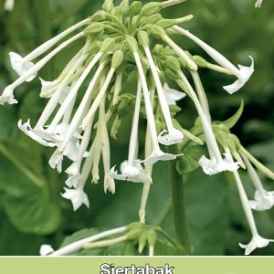 Nicotiana sylvestris