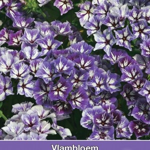 Phlox drummondii 'Sugar Stars'