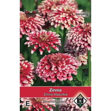 Zinnia elegans 'Mazurkia'