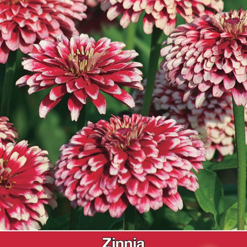 Zinnia elegans 'Mazurkia'