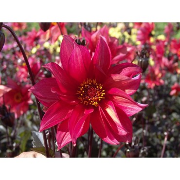 Dahlia 'Walzing Mathilda'