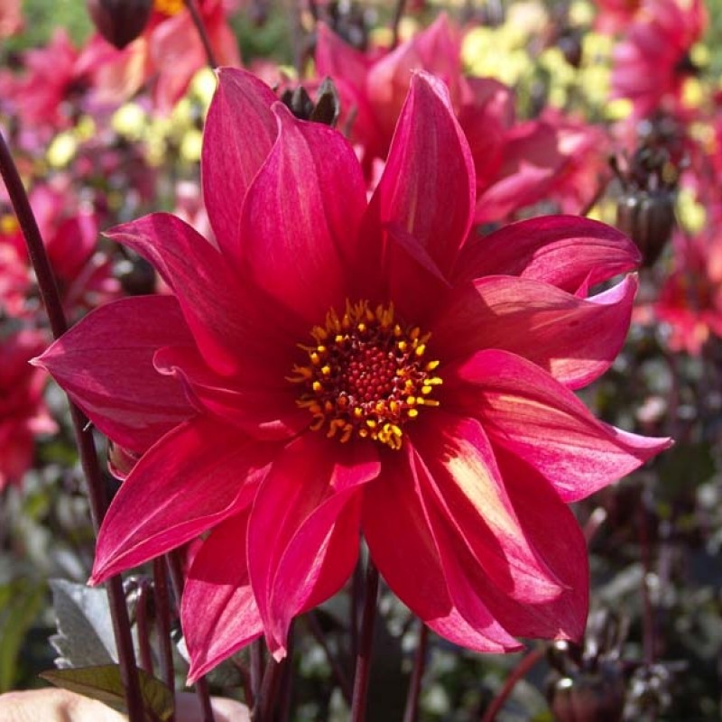 Dahlia 'Walzing Mathilda'