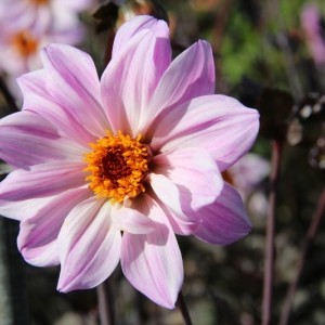 Dahlia 'Bishop of Leicester'