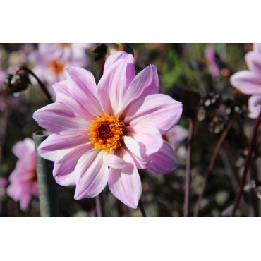 Dahlia 'Bishop of Leicester'