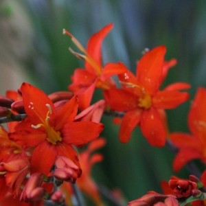 Crocosmia 'Mistral'