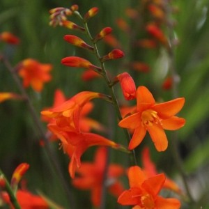 Crocosmia 'Lady Ann'