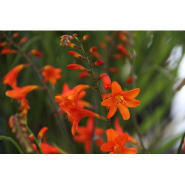 Crocosmia 'Lady Ann'