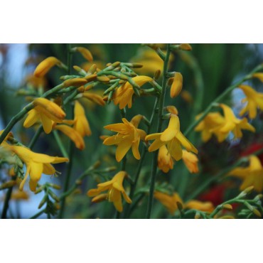 Crocosmia 'Suzanna'