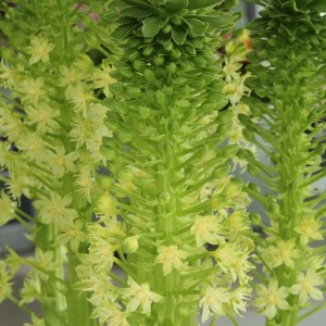 Eucomis pole-evansii