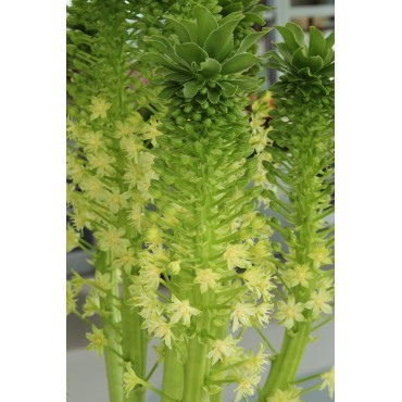 Eucomis pole-evansii