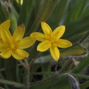 Hypoxis angustifolia