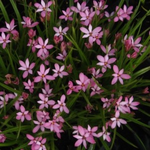 Rhodoxis 'Hebron Farm Pink'