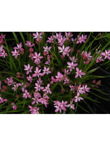 Rhodoxis 'Hebron Farm Pink'