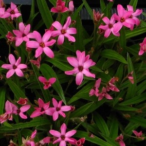 Rhodoxis 'Sonja'