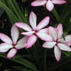 Rhodoxis 'Fanny'