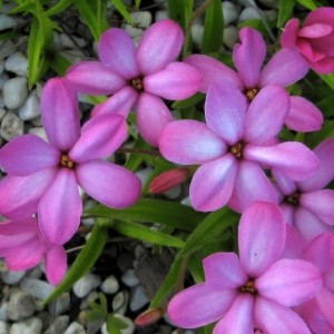 Rhodoxis 'Jenny'