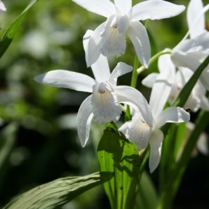 Bletilla striata 'Alba'