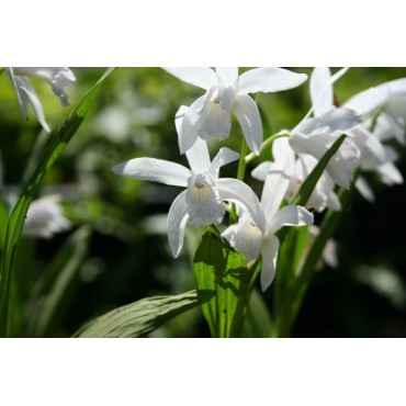 Bletilla striata 'Alba'