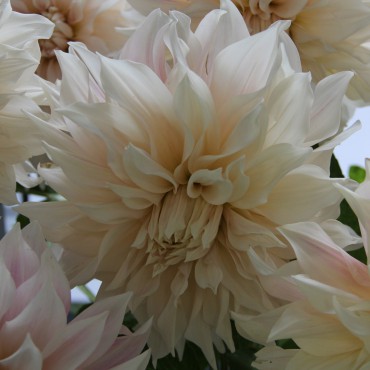 Dahlia 'Café au Lait'