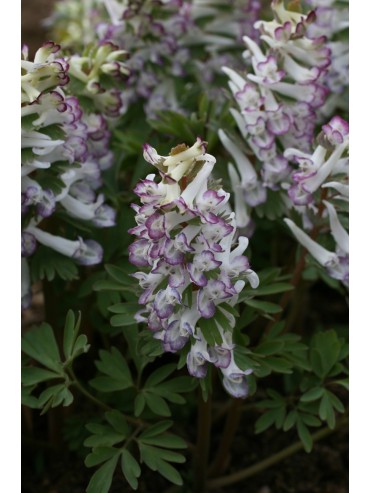 Corydalis solida subsp. solida ‘Merlin’