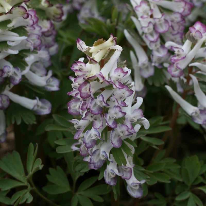 Corydalis solida subsp. solida ‘Merlin’