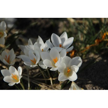 Crocus biflorus ‘Miss Vain’