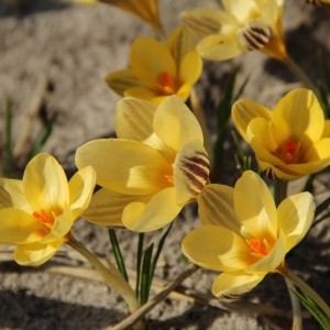 Crocus 'Gipsy Girl'