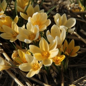 Crocus chrysanthus ‘Romance’