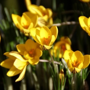 Crocus x reticulatus 'Early Gold'