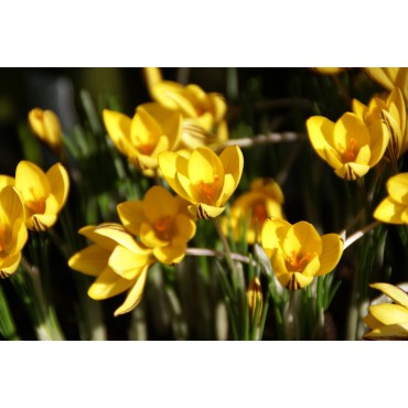 Crocus x reticulatus 'Early Gold'