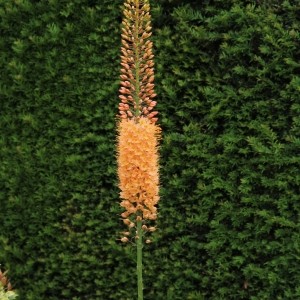 Eremurus 'Cleopatra'