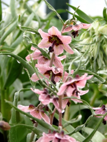 Fritillaria gibbosa