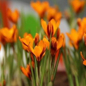 Crocus olivieri subsp. balansae ‘Orange Monarch’