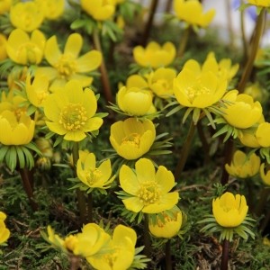 Eranthis cilicica