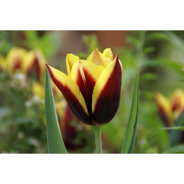 Tulipa 'Gavota'