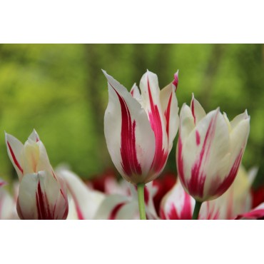 Tulipa 'Marilyn'