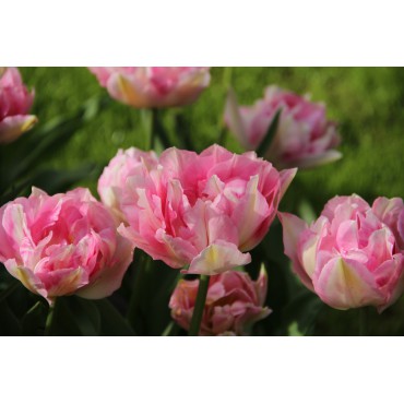 Tulipa 'Tailleux'