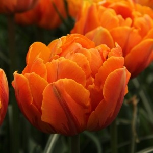 Tulipa 'Orange Princess'