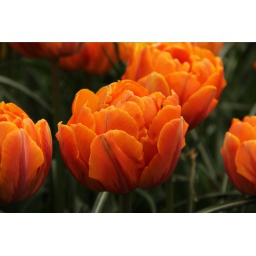 Tulipa 'Orange Princess'