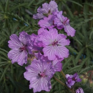 Geranium macrostylum