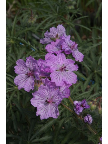 Geranium macrostylum