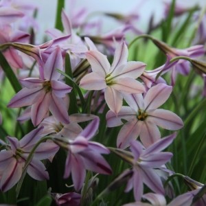 Ipheion uniflorum 'Tessa'